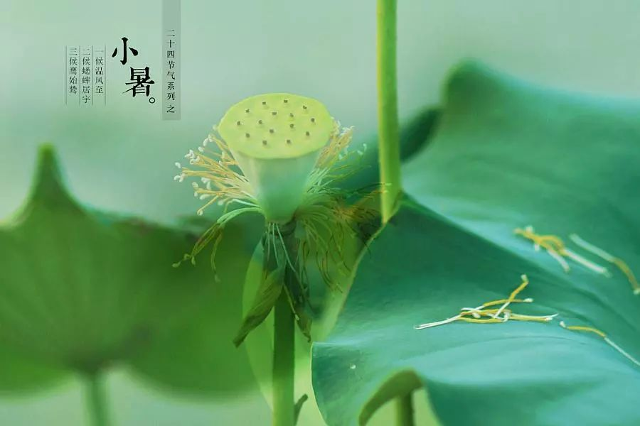 倏忽溫風至，因循小暑來!
